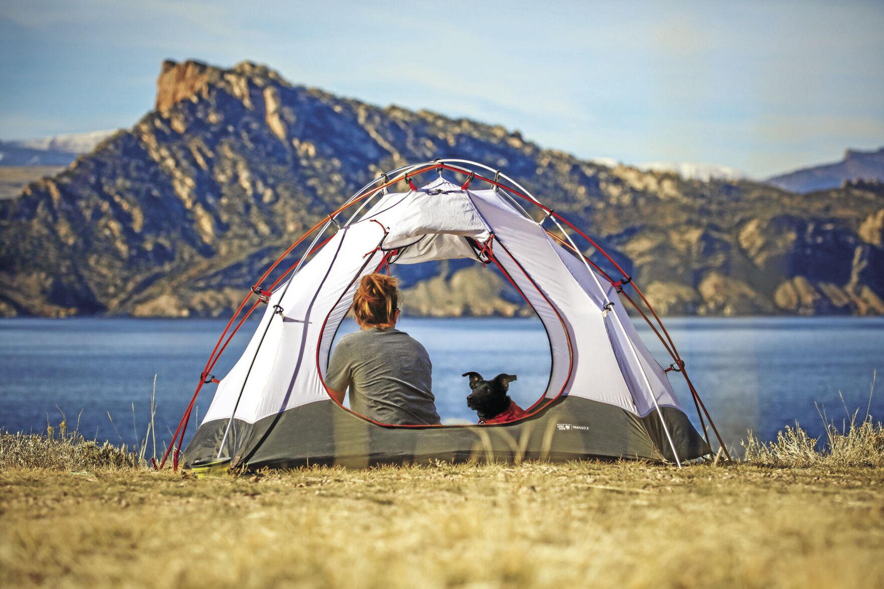 Dog - camping